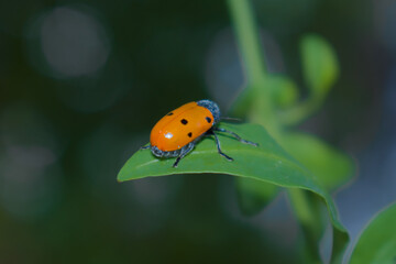 Escarabajo de seis puntos Lachnaia sexpunctata comiendo hojas