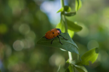 Escarabajo de seis puntos Lachnaia sexpunctata comiendo hojas