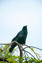 Black crow on top of some branches with cloudy sky background.