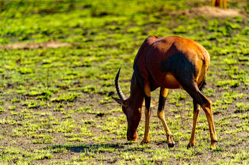 It's Deers in the grass, Uganda, Africa