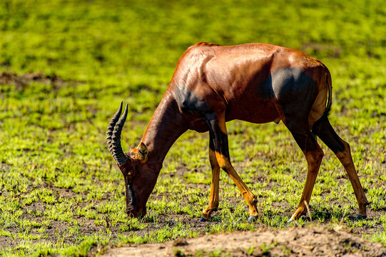 It's Deers in the grass, Uganda, Africa