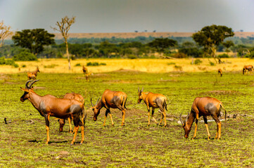 Naklejka na ściany i meble It's Deers in the grass, Uganda, Africa
