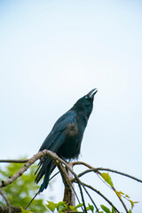 Black crow on top of some branches with cloudy sky background.