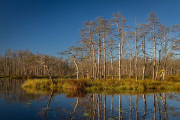 Swamp on a sunny day in great colors