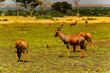Naklejka na ściany i meble It's Deers in the grass, Uganda, Africa