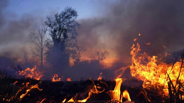 forest fire, wildfire, burning grass and bushes close up. Red and orange color, wild fire at night. summer fires 2020. Air pollution caused by wildfires. Natural disaster. Environment, ecology, earth.