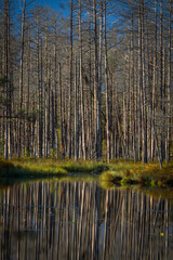 Swamp on a sunny day in great colors