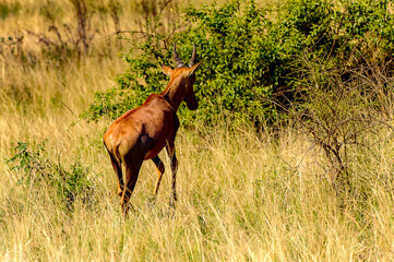 It's African antelope on the grass and jumps