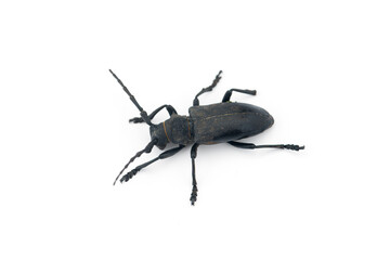 The weaver black beetle isolated on white background