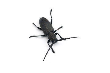 The weaver black beetle isolated on white background
