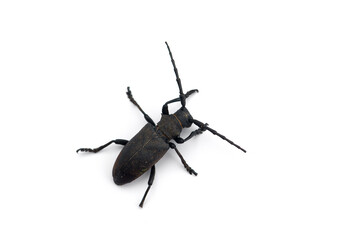 The weaver black beetle isolated on white background