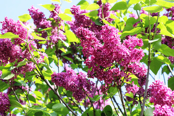 Fototapeta na wymiar lilac flowers in the garden close-up