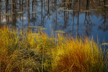 Swamp on a sunny day in great colors
