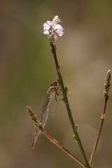 dragonfly on a flower