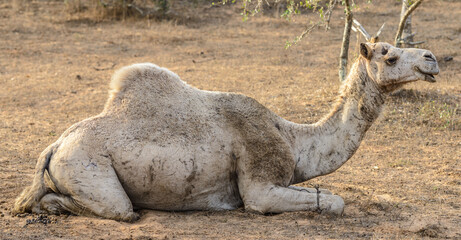 Animals in Senegal