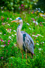 Fototapeta premium Blue heron sideways on the green grass with the background out of focus where several small white and purple flowers appear.