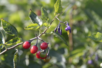 Bitters&uuml;&szlig;er Nachtschatten - Solanum dulcamara