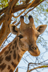 Animals in Senegal