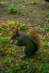 Brown squirrel in profile on the ground eating nuts.