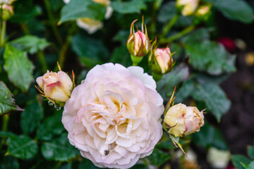 Light cream pink rose flower. Close-up photo of garden flower with shallow DOF