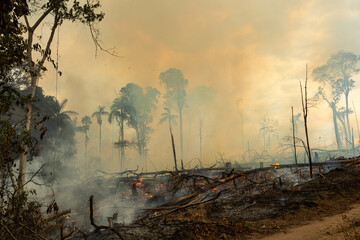 Trees on fire with smoke in illegal deforestation in the Amazon Rainforest to open area for...