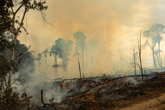 Trees on fire with smoke in illegal deforestation in the Amazon Rainforest to open area for agriculture. Concept of co2, environment, ecology, climate change and global warming. Para state, Brazil.