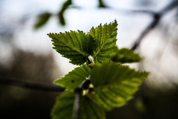 green leaves on a branch