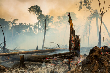 Trees on fire with smoke in illegal deforestation in the Amazon Rainforest to open area for agriculture. Concept of co2, environment, ecology, climate change and global warming. Para state, Brazil. - obrazy, fototapety, plakaty