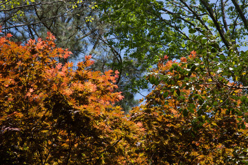 Colorful Tree leaves in nature