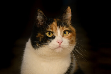 Portrait of a beautiful tricolor bright cat on a dark background in the house