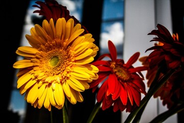 butterfly on a flower