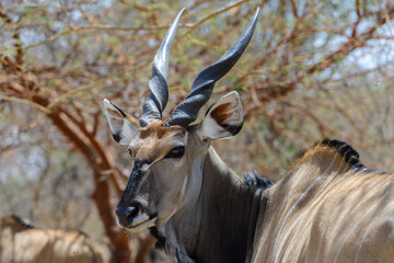 Animals in Senegal