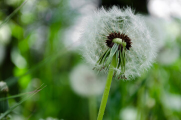 dandelions close up
