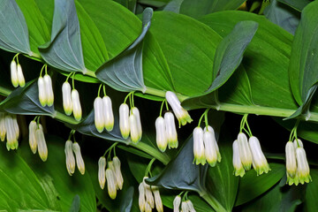 Roślina zielona z białymi kwiatami
