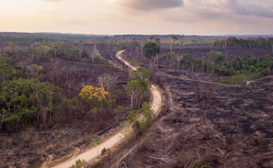 Drone aerial view of deforestation on farm with illegal burning of forest trees to make pasture for...