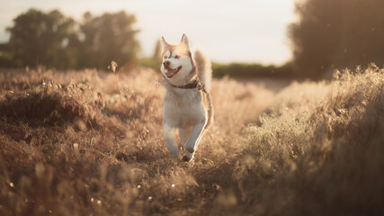 isolated happy looking siberian husky dog running in tall grass at sunset in the summer