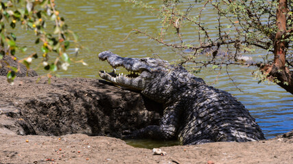 Animals in Senegal
