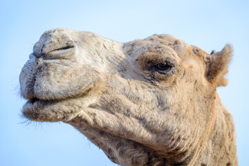 Animals in Senegal