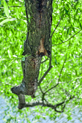 Willow tree big branch over the pond blue water with depth of field
