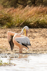 Pelican in the Djoudj National Bird Sanctuary, Senegal. UNESCO World Heritage