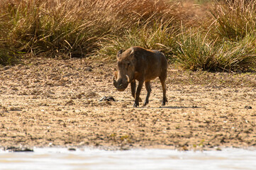 Wild boar in the Djoudj National Bird Sanctuary, Senegal. UNESCO World Heritage