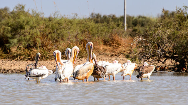 Pelican in the Djoudj National Bird Sanctuary, Senegal. UNESCO World Heritage