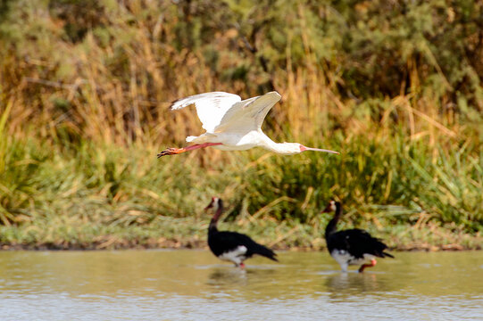 Bird in the Djoudj National Bird Sanctuary, Senegal. UNESCO World Heritage