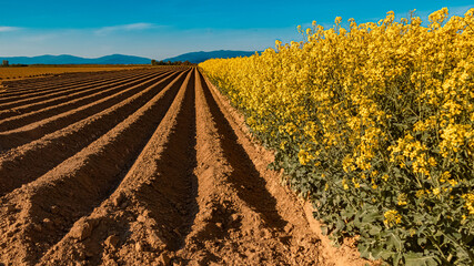 Beautiful deep yellow rape field with field furrows and the Bavarian forest in the background near...