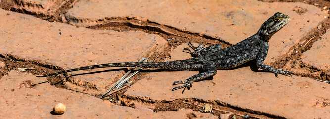 It's Small lizard on the red brick