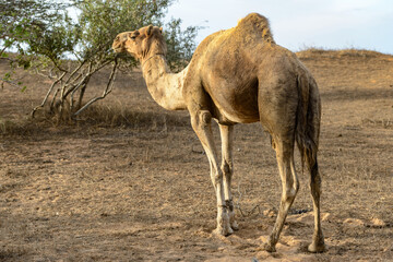 It's Arabian camel or the Indian Camel (Camelus dromedarius)