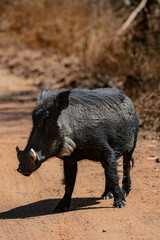 It's Wild boar on the sand