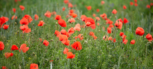 
Abstract blurred poppy field background. Watercolor reference Symbol of Ukraine. Background for postcards