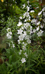 Bush of white bell flowers grow on green grass garden. Selective focus macro shot.Delicate white bell flowers on the flowerbed in summer among green grass in the garden. Bell flowers persicifolia