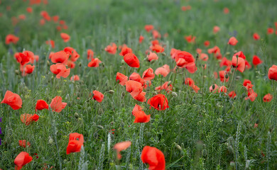 Naklejka premium Abstract blurred poppy field background. Watercolor reference Symbol of Ukraine. Background for postcards
